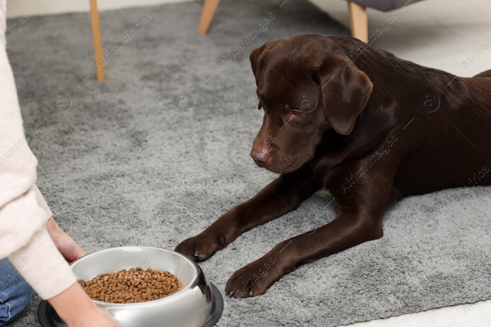 Photo of Woman giving bowl with dry pet food to her dog indoors, closeup