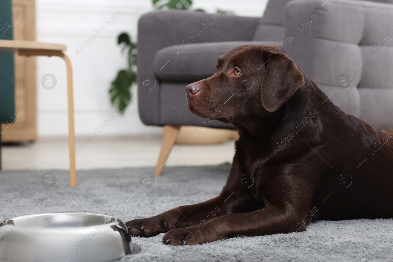 Photo of Cute dog eating dry pet food from feeding bowl on floor indoors