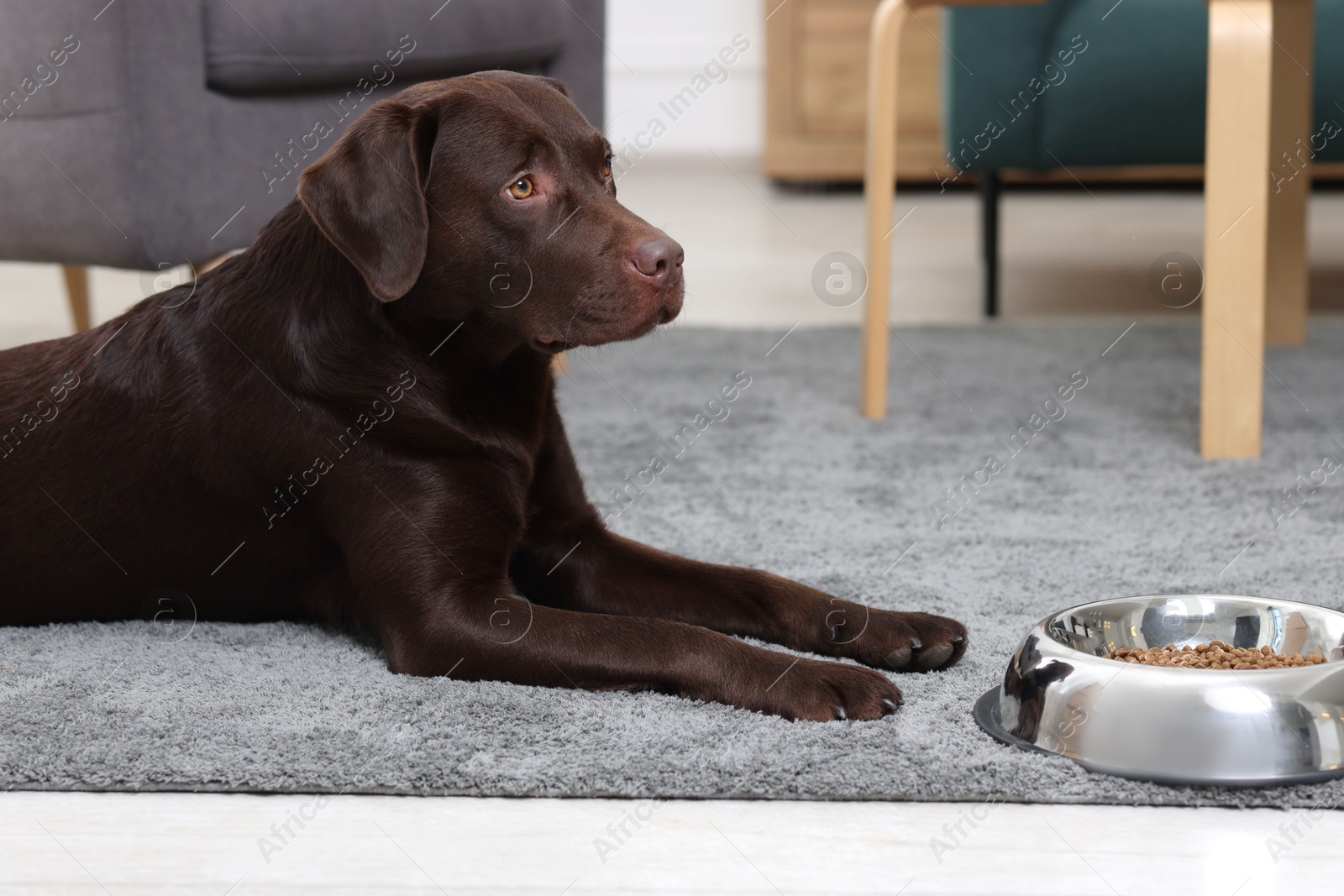 Photo of Cute dog lying near bowl of dry pet food on floor indoors