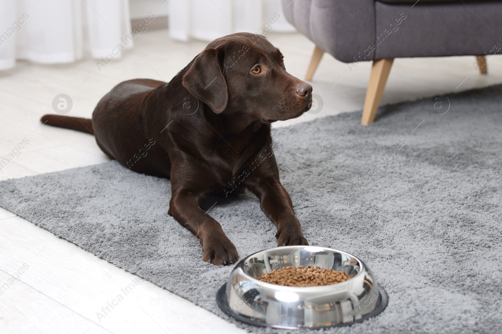 Photo of Cute dog lying near bowl of dry pet food on floor indoors