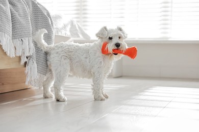 Photo of Cute dog with toy at home. Adorable pet