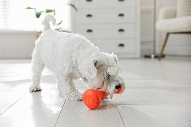 Photo of Cute dog playing with toy at home. Adorable pet