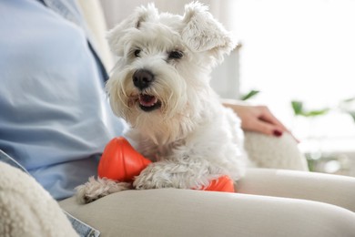 Photo of Cute dog with toy on owner's knees at home, closeup. Adorable pet