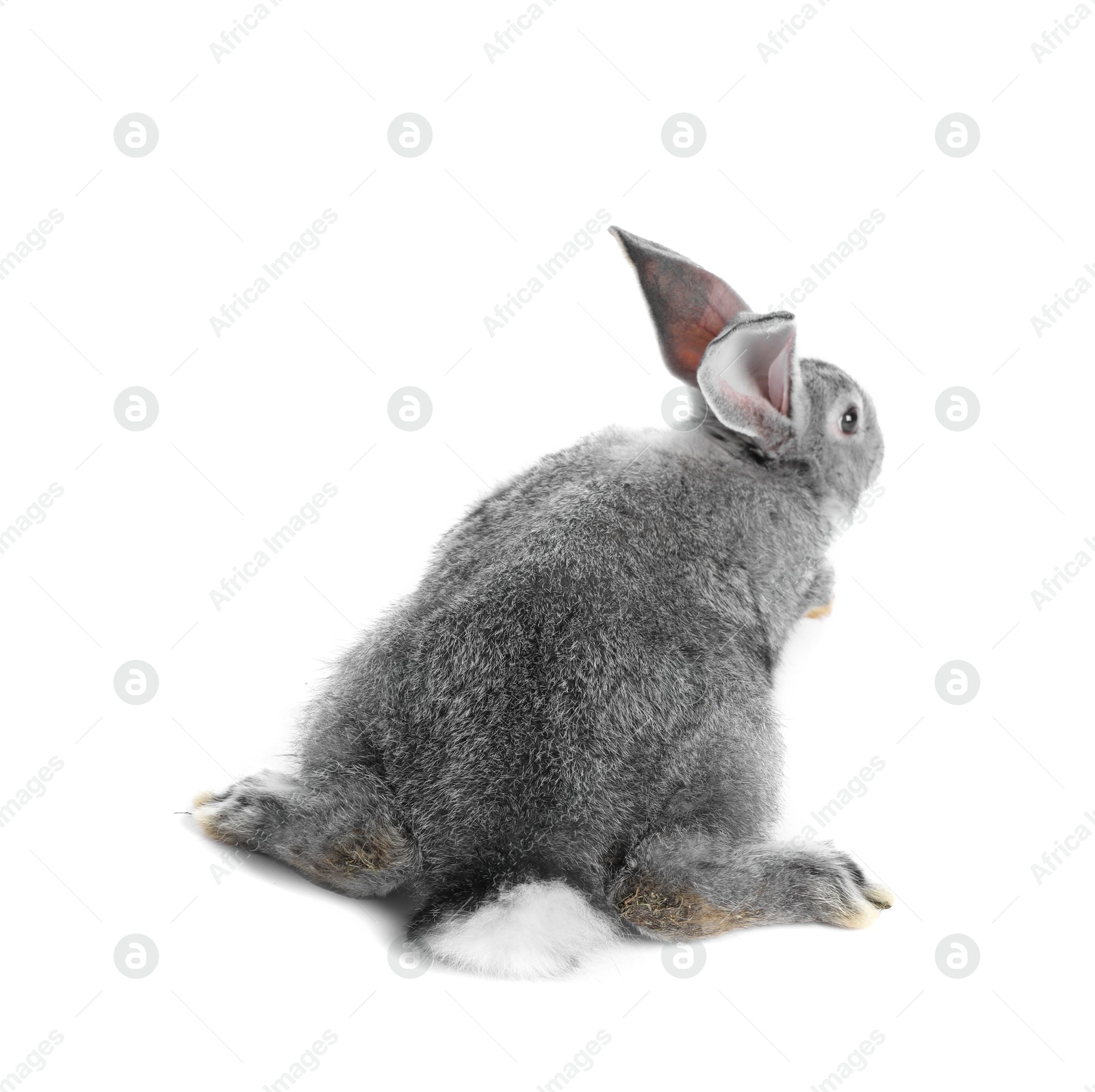 Photo of Fluffy grey rabbit on white background. Cute pet