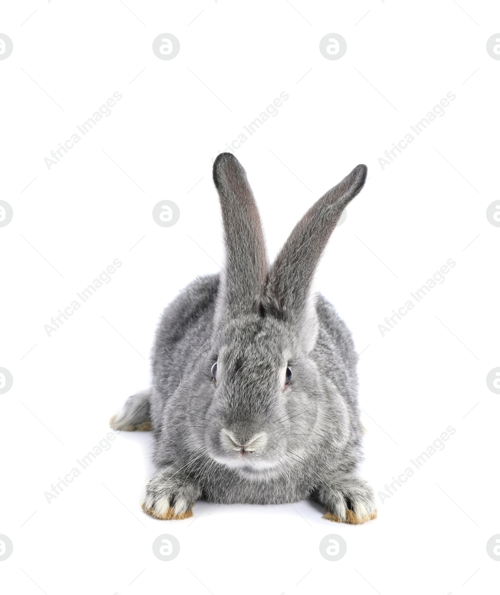 Photo of Fluffy grey rabbit on white background. Cute pet