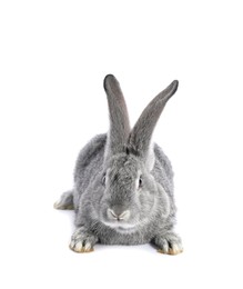 Photo of Fluffy grey rabbit on white background. Cute pet