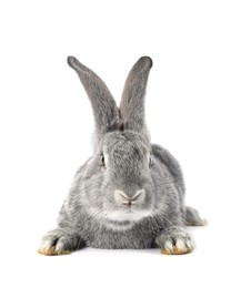 Photo of Fluffy grey rabbit on white background. Cute pet