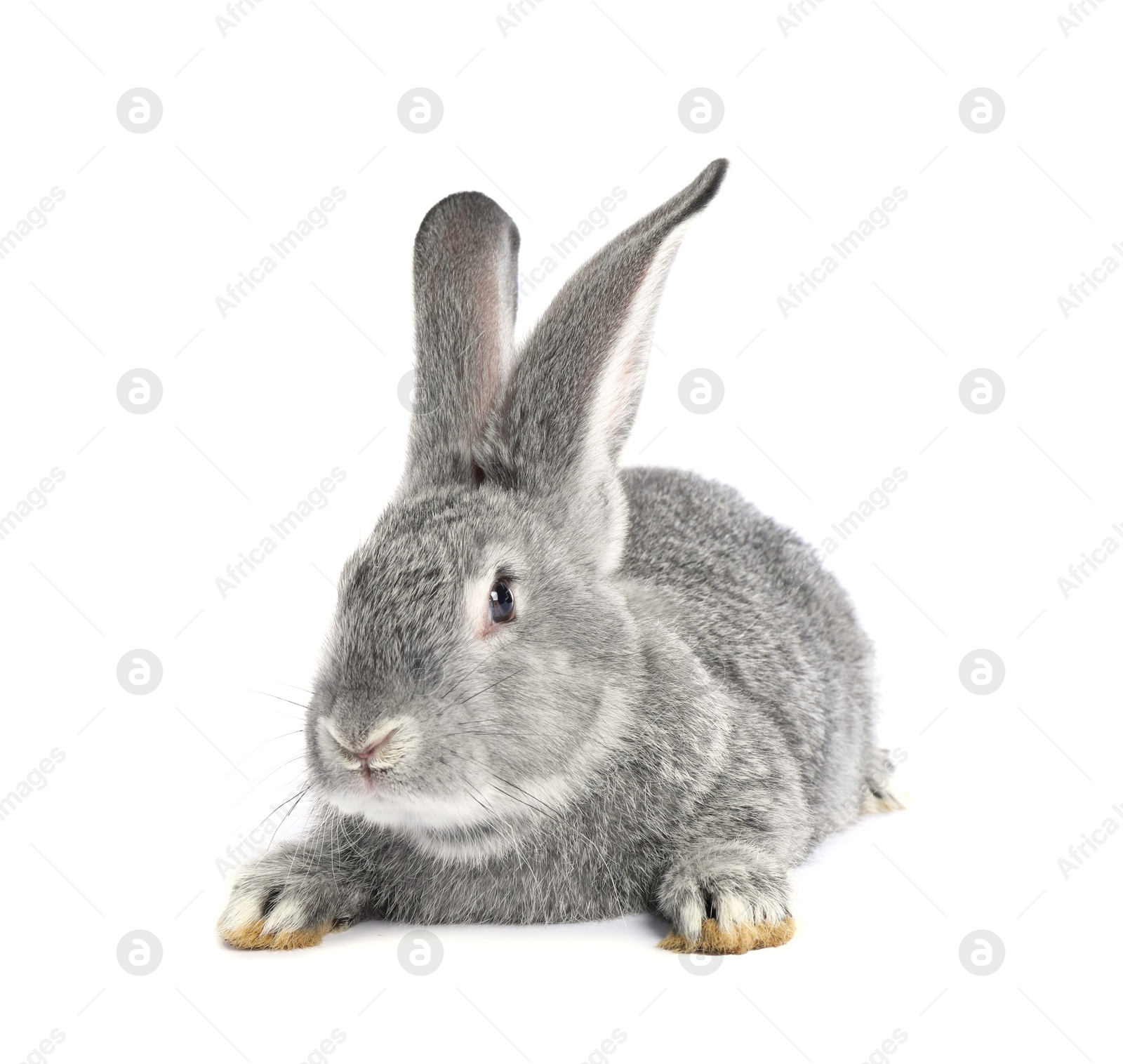 Photo of Fluffy grey rabbit on white background. Cute pet