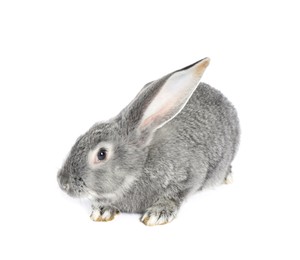 Photo of Fluffy grey rabbit on white background. Cute pet