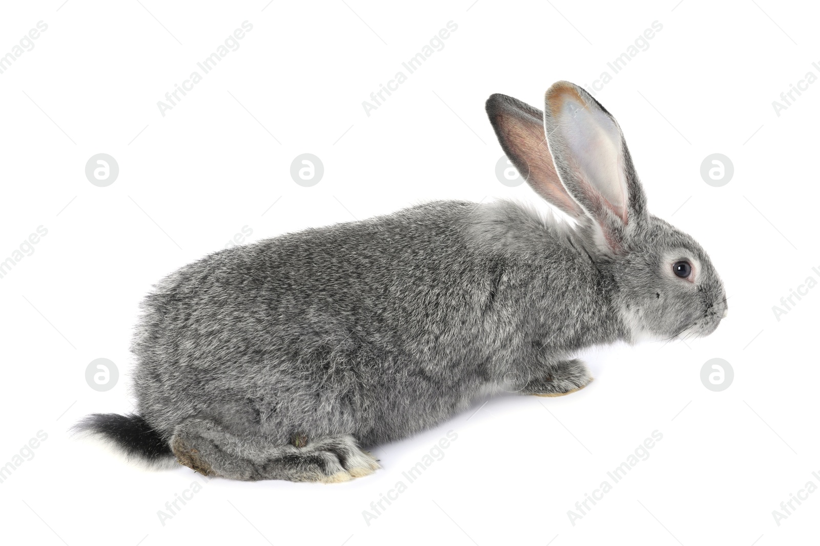 Photo of Fluffy grey rabbit on white background. Cute pet