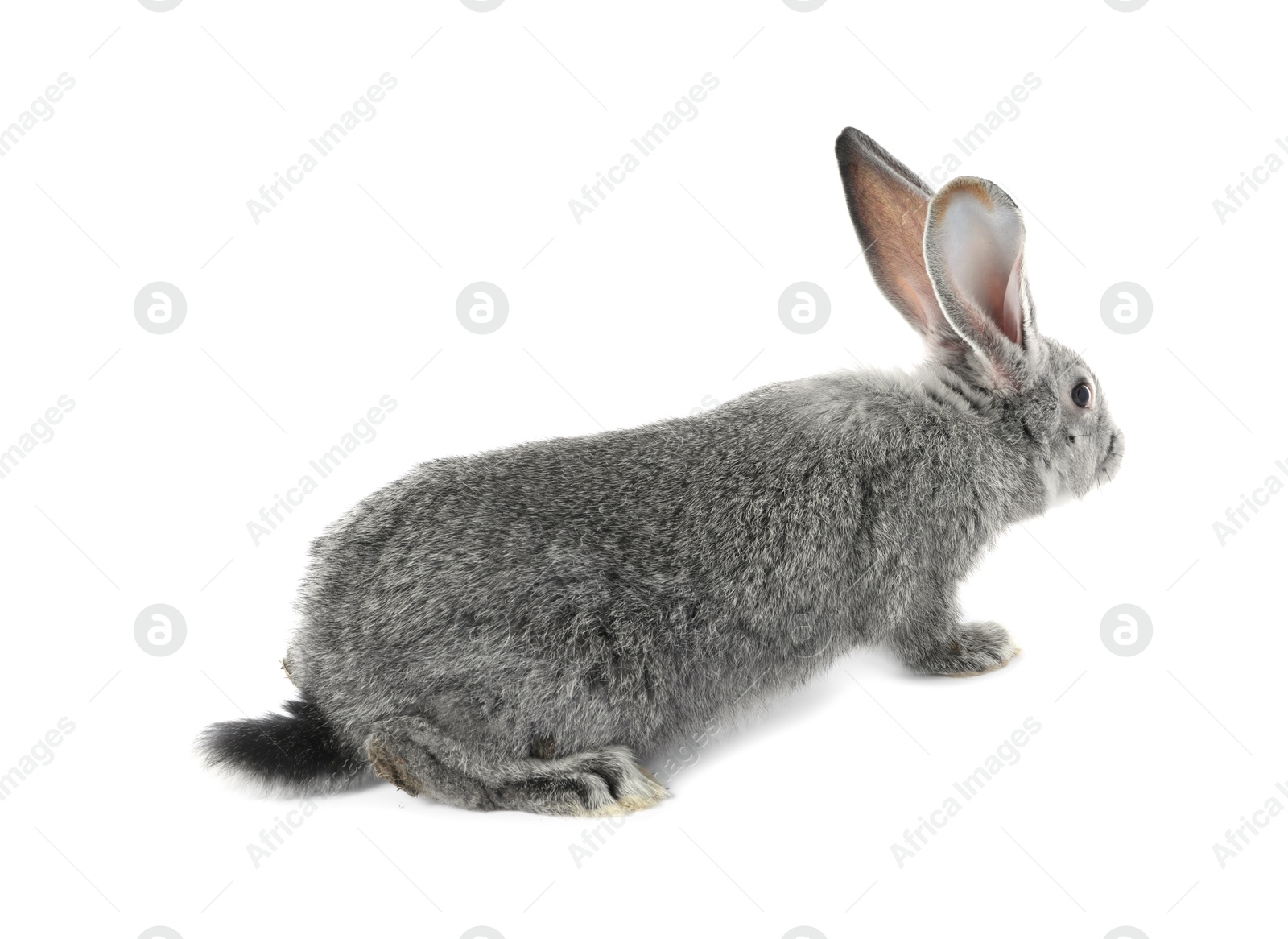 Photo of Fluffy grey rabbit on white background. Cute pet