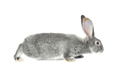 Photo of Fluffy grey rabbit on white background. Cute pet