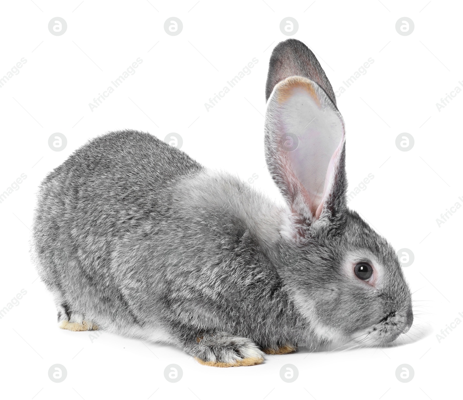 Photo of Fluffy grey rabbit on white background. Cute pet