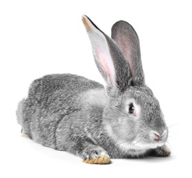 Photo of Fluffy grey rabbit on white background. Cute pet