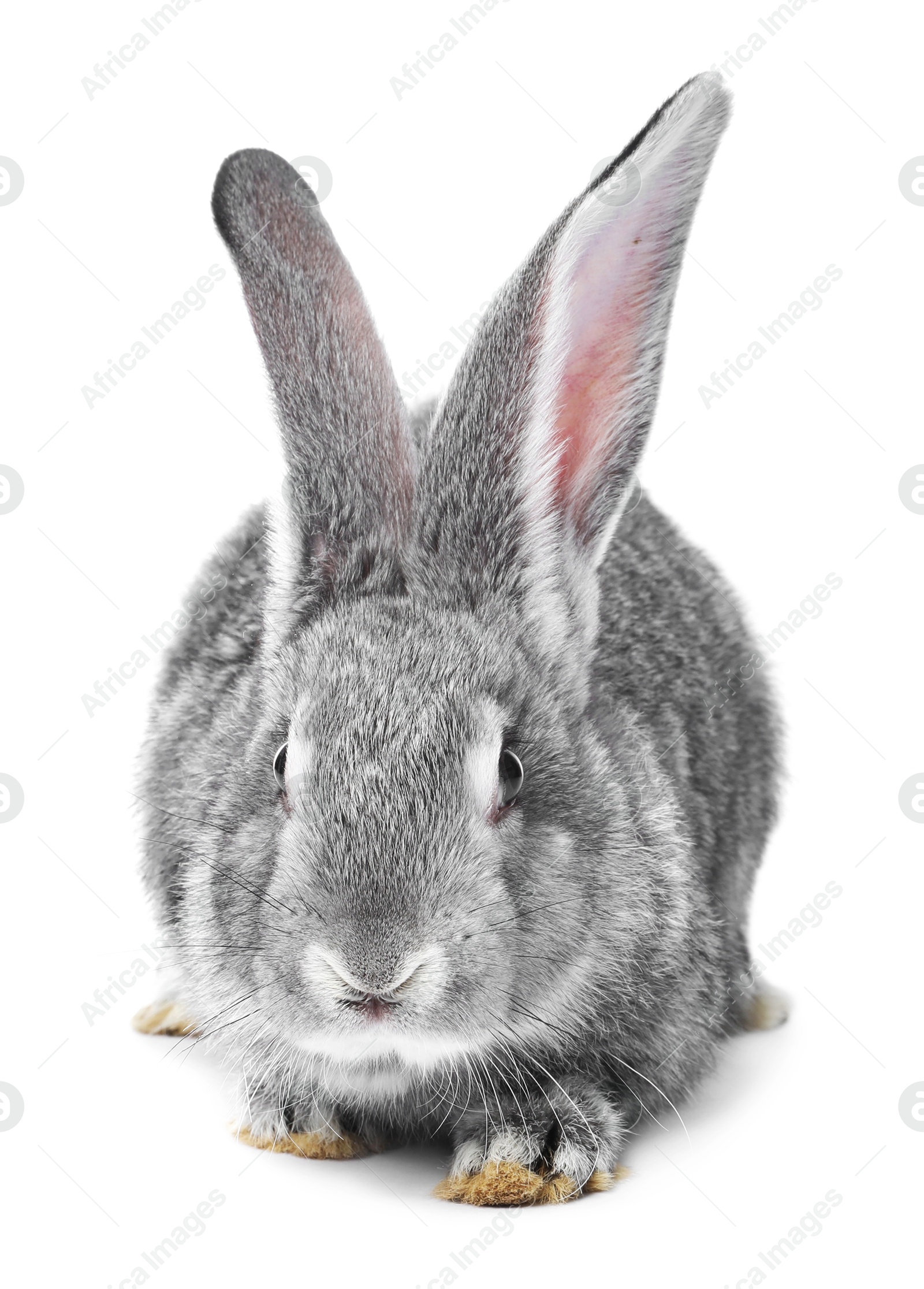 Photo of Fluffy grey rabbit on white background. Cute pet