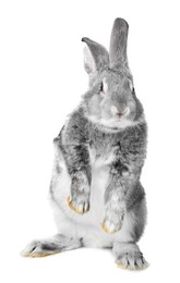 Photo of Fluffy grey rabbit on white background. Cute pet