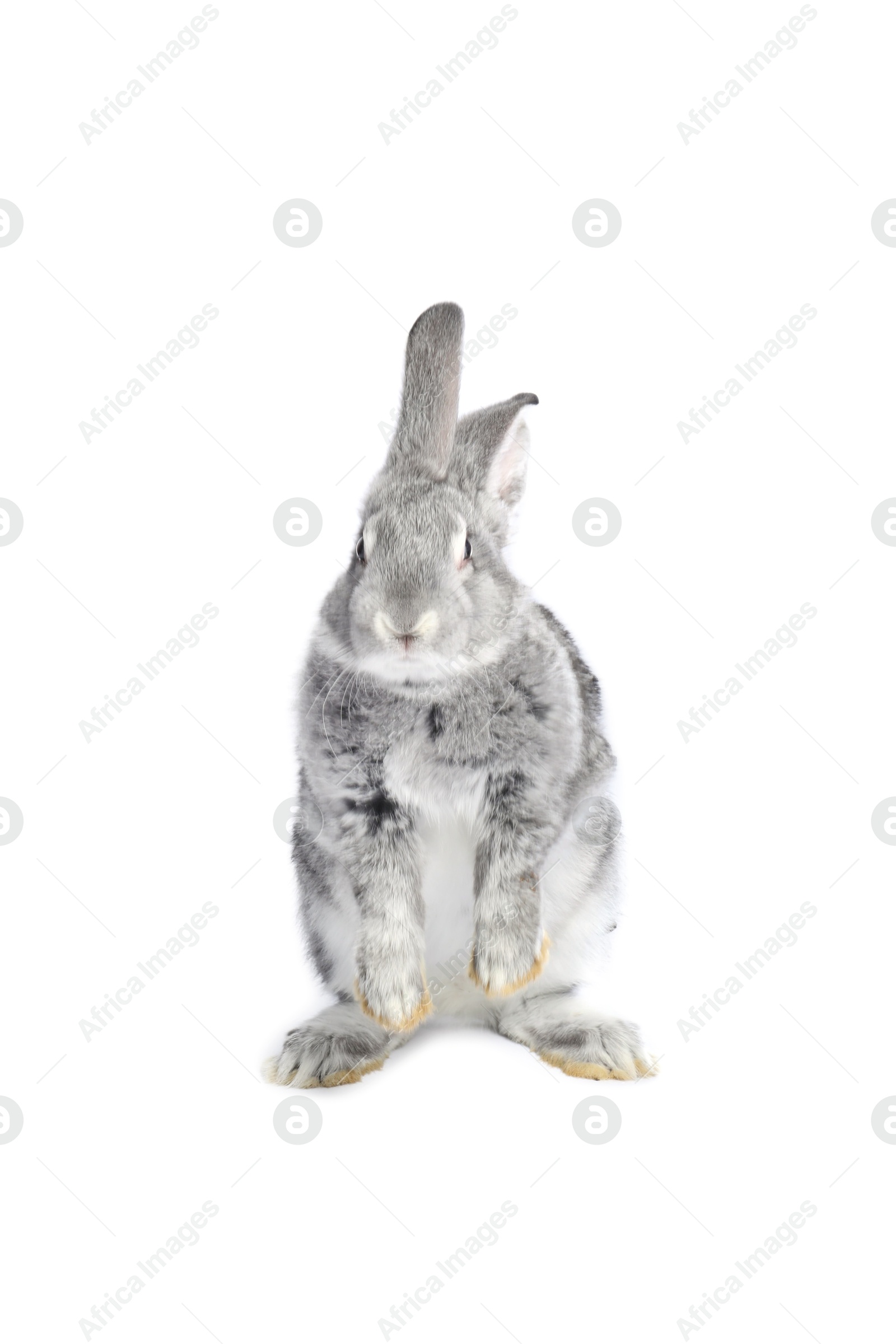 Photo of Fluffy grey rabbit on white background. Cute pet