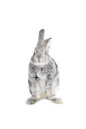 Photo of Fluffy grey rabbit on white background. Cute pet