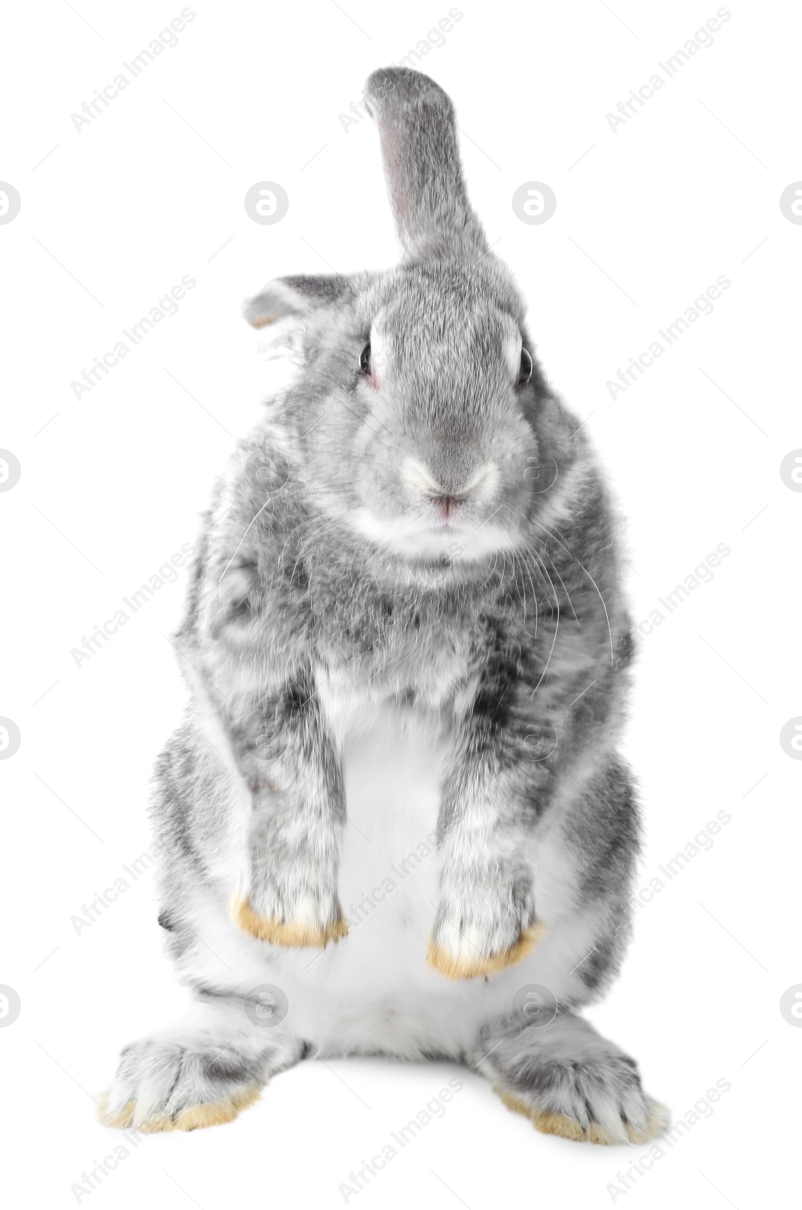 Photo of Fluffy grey rabbit on white background. Cute pet