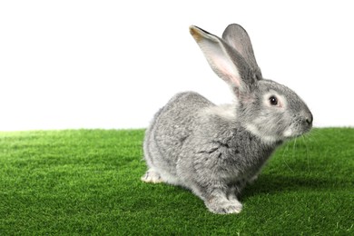 Photo of Fluffy grey rabbit on green grass against white background