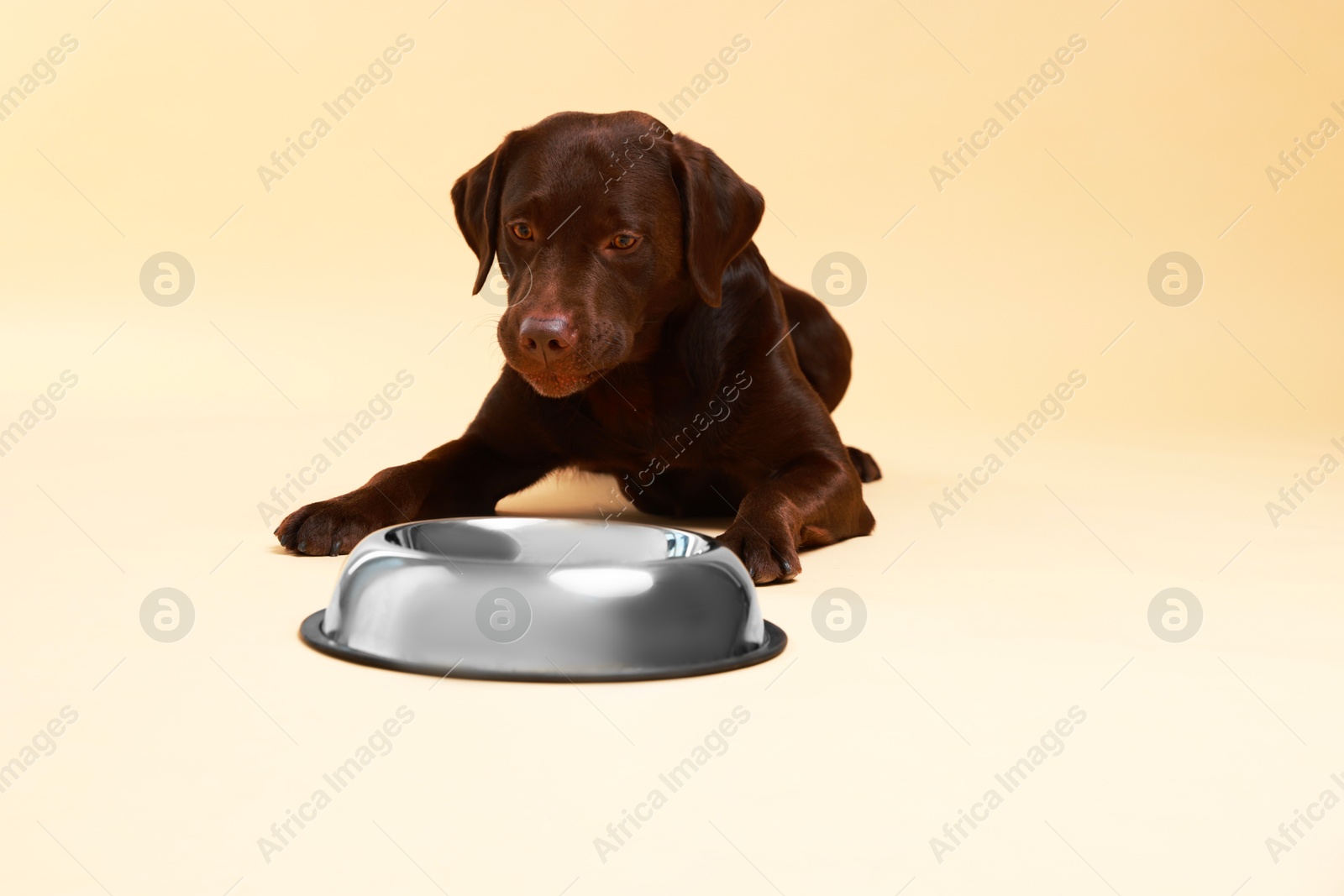 Photo of Cute dog waiting for pet food near empty bowl on beige background