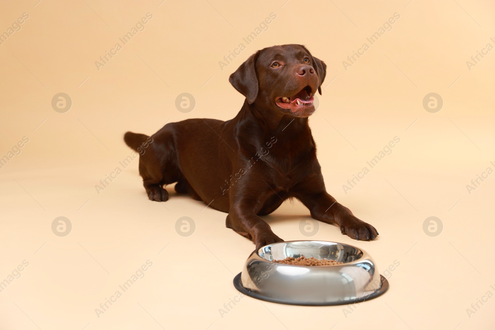 Photo of Cute dog lying near bowl of dry pet food on beige background