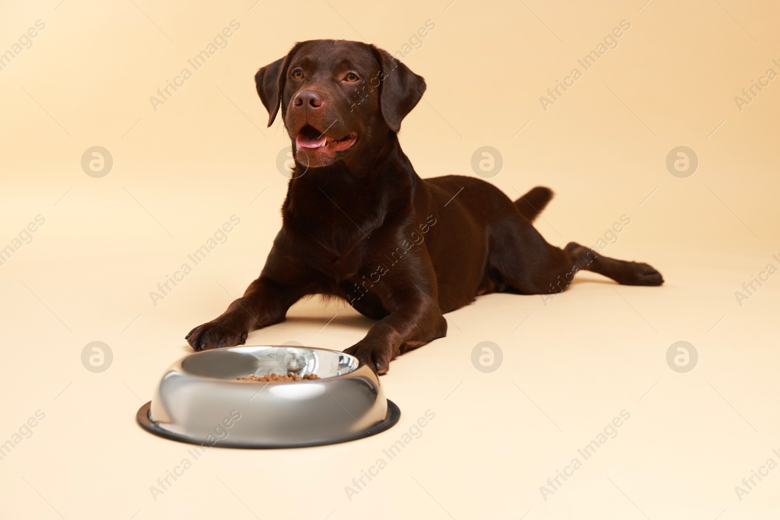 Photo of Cute dog lying near bowl of dry pet food on beige background