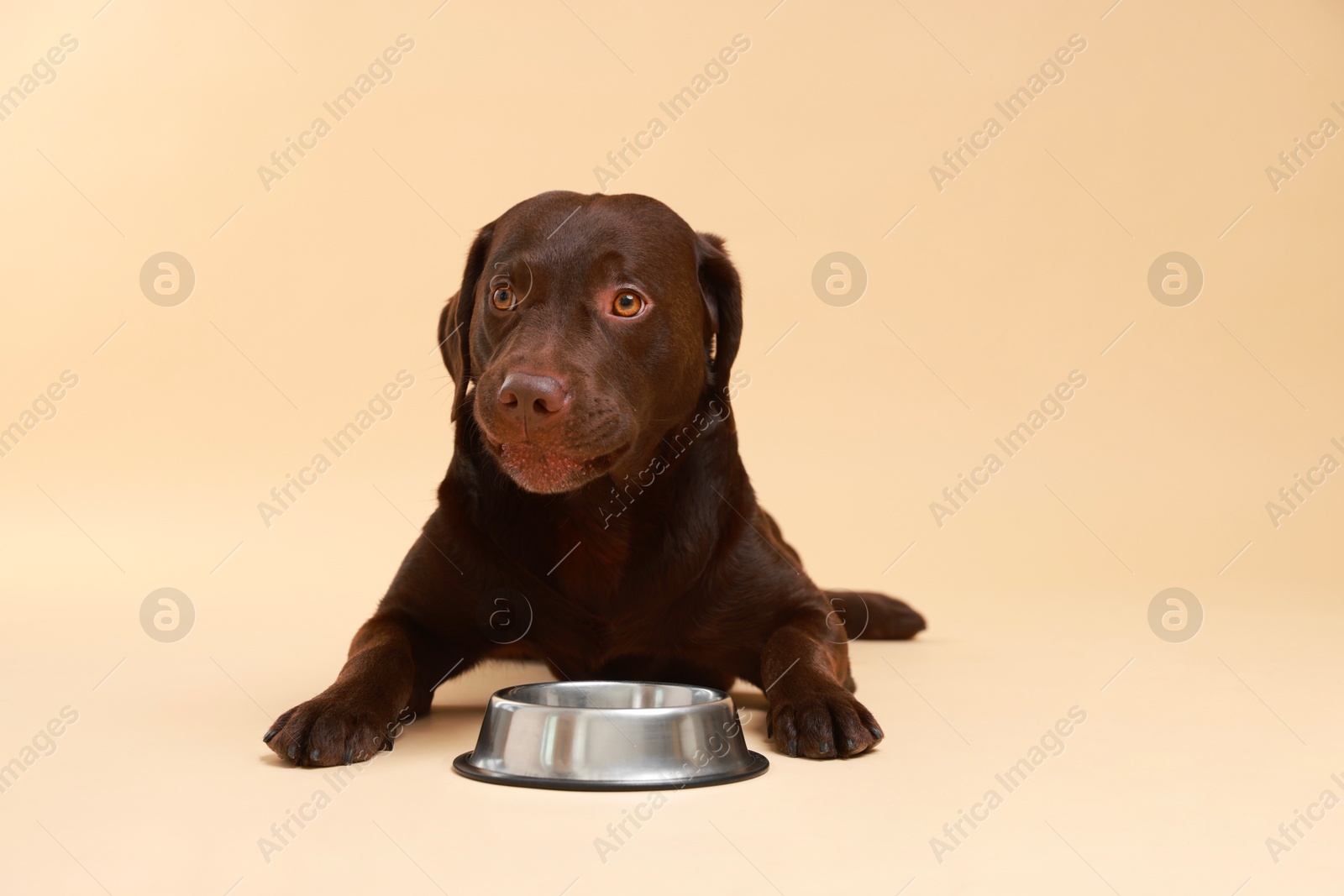 Photo of Cute dog waiting for pet food near empty bowl on beige background