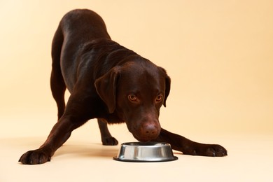 Photo of Cute dog waiting for pet food near empty bowl on beige background