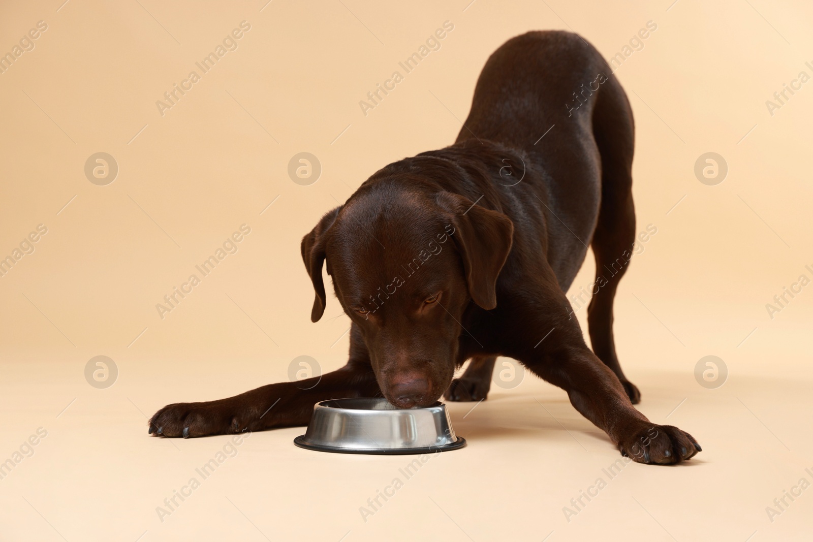 Photo of Cute dog waiting for pet food near empty bowl on beige background