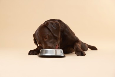 Photo of Cute dog eating dry pet food from feeding bowl on beige background