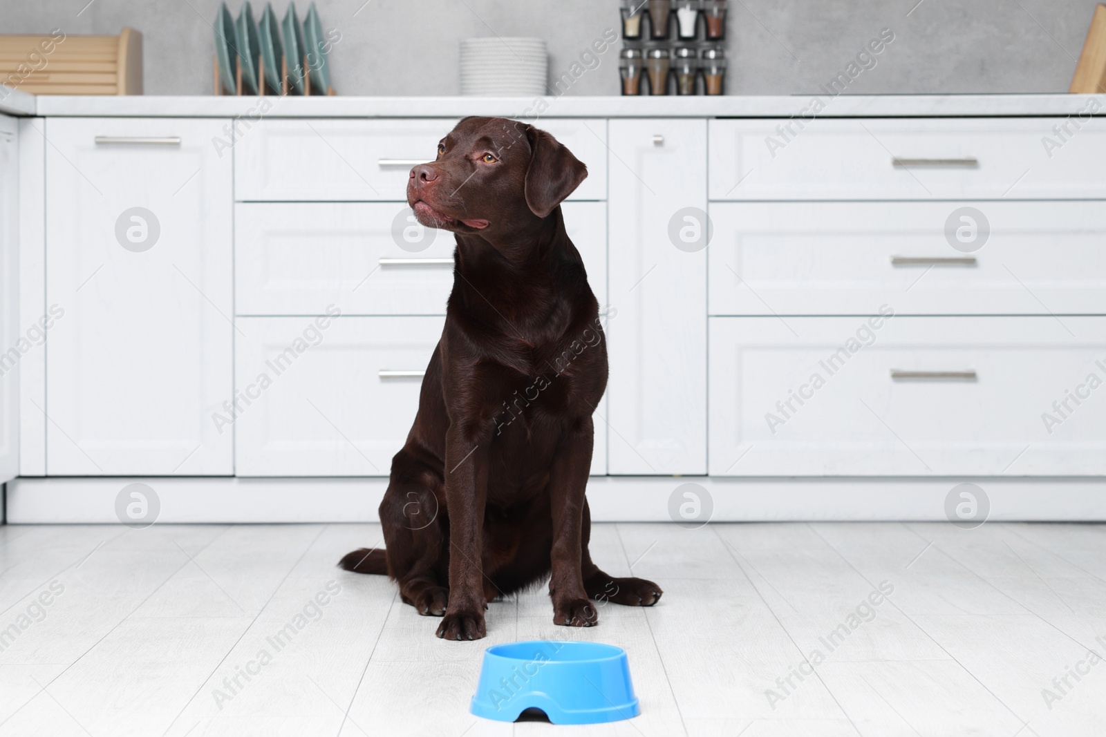 Photo of Cute dog waiting for pet food near empty bowl on floor indoors