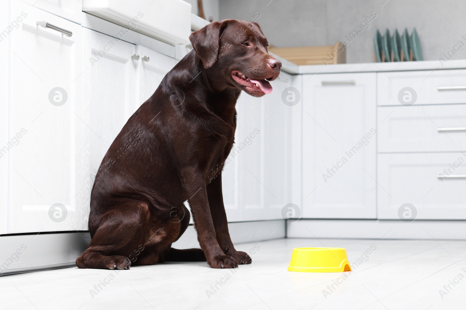 Photo of Cute dog waiting for pet food near empty bowl indoors