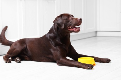 Photo of Cute dog waiting for pet food near empty bowl on floor indoors