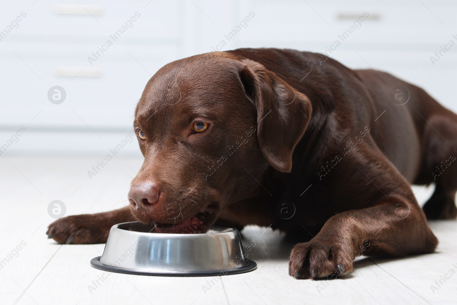 Photo of Cute dog waiting for pet food near empty bowl on floor indoors