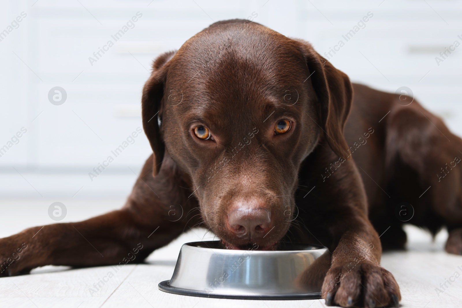 Photo of Cute dog waiting for pet food near empty bowl on floor indoors