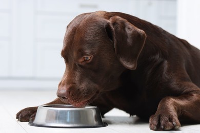 Photo of Cute dog waiting for pet food near empty bowl on floor indoors