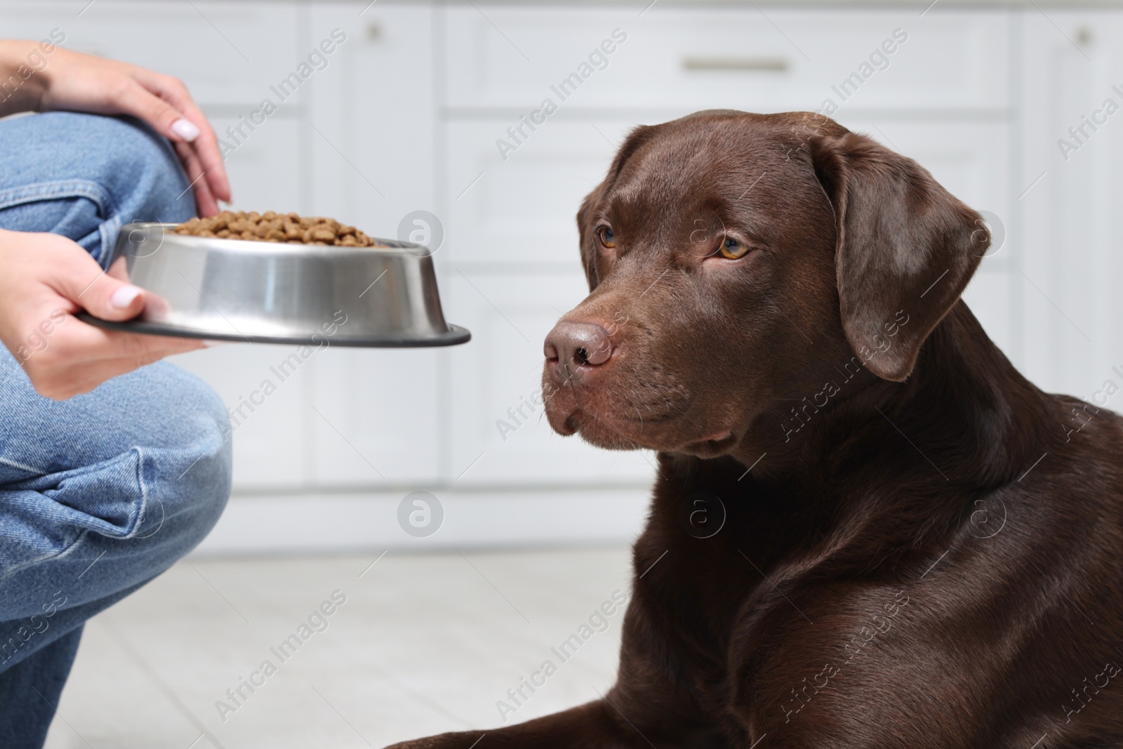 Photo of Woman giving bowl with dry pet food to her dog indoors, closeup