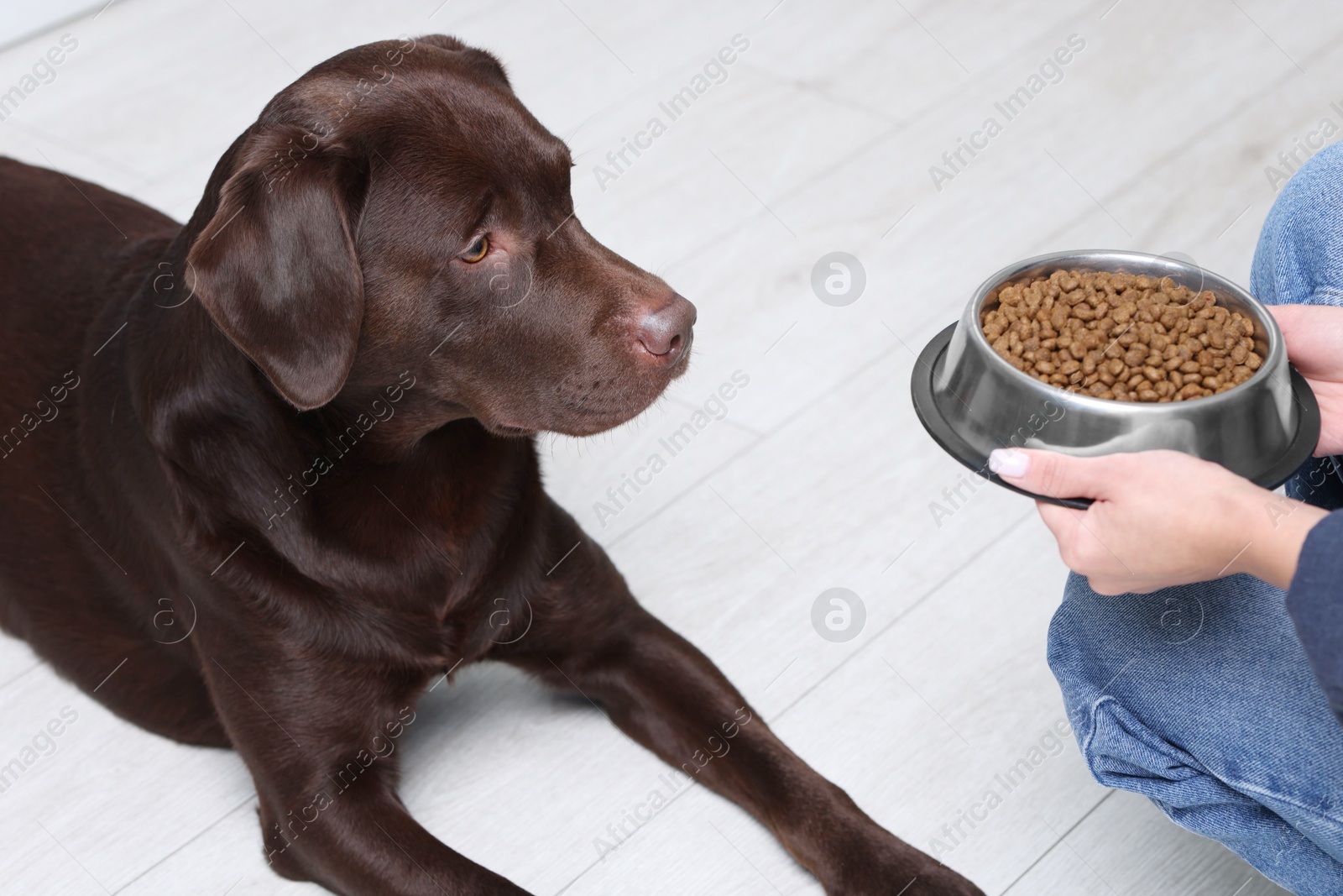 Photo of Woman giving bowl with dry pet food to her dog indoors, closeup