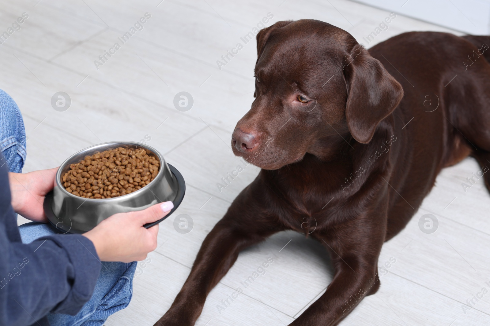 Photo of Woman giving bowl with dry pet food to her dog indoors, closeup