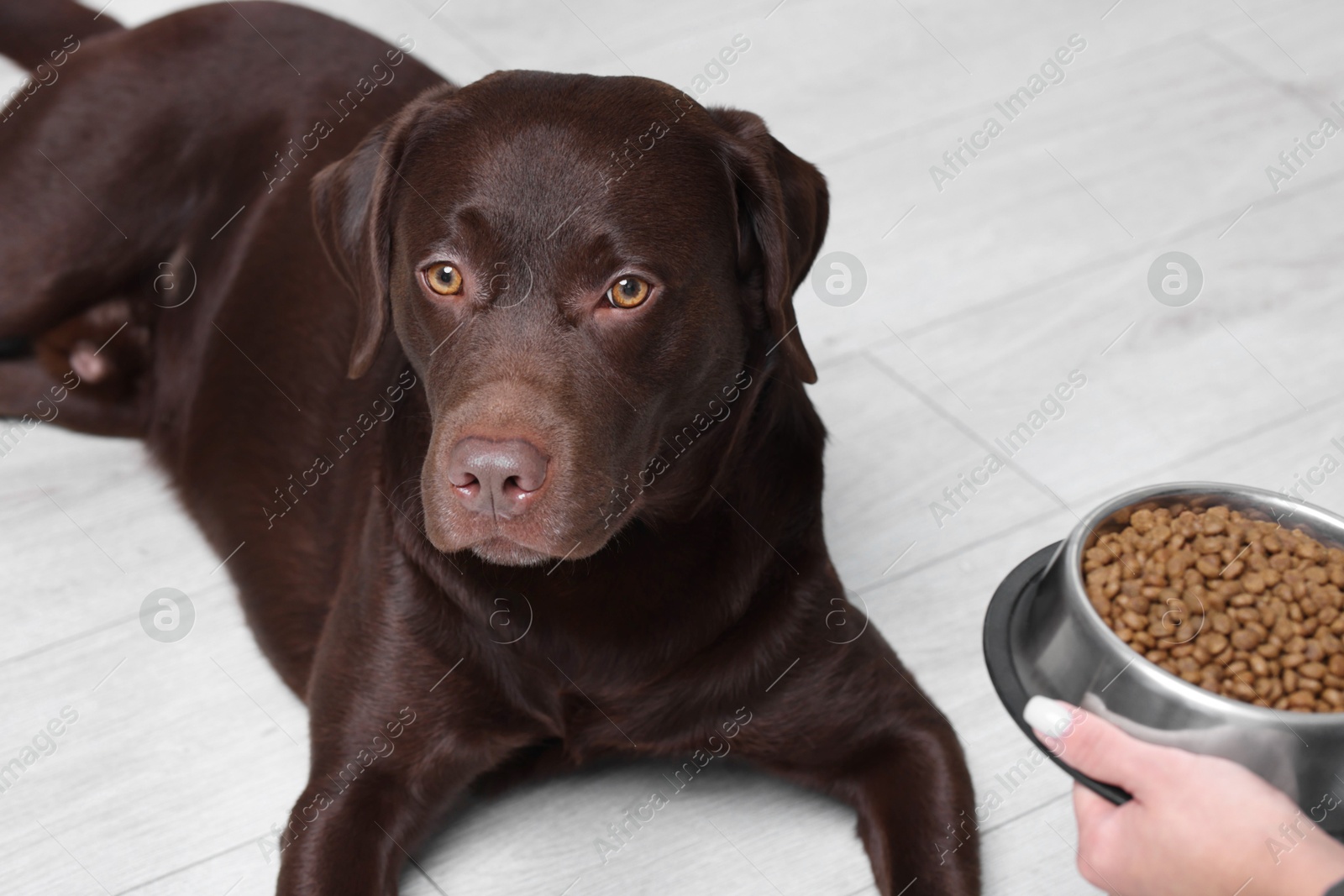 Photo of Woman giving bowl with dry pet food to her dog indoors, closeup