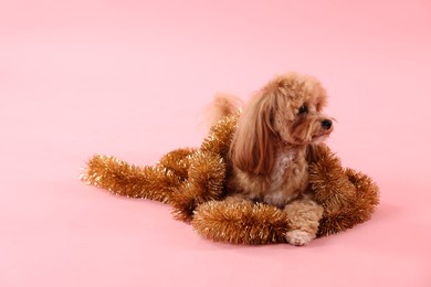 Photo of Cute dog with shiny tinsels on pink background