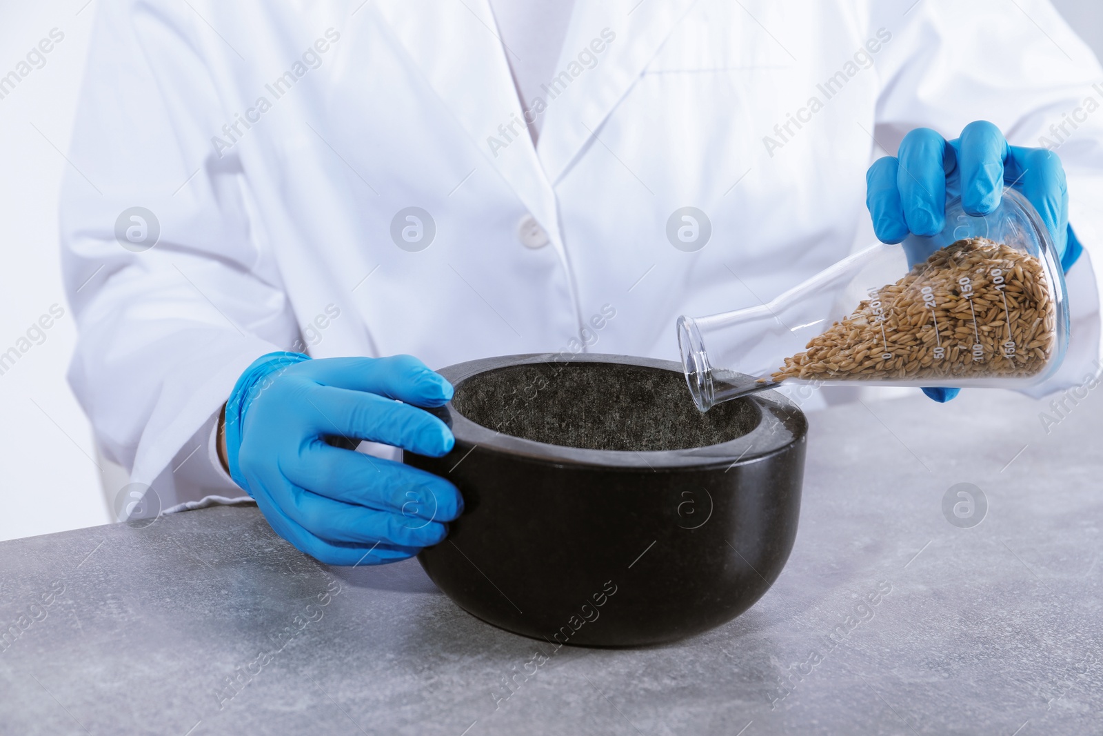 Photo of Laboratory testing. Scientist pouring oat grains into mortar at grey table indoors, closeup