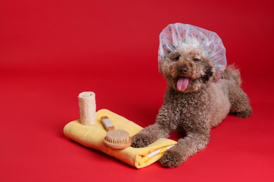 Photo of Cute dog with shower cap and other bath accessories on red background