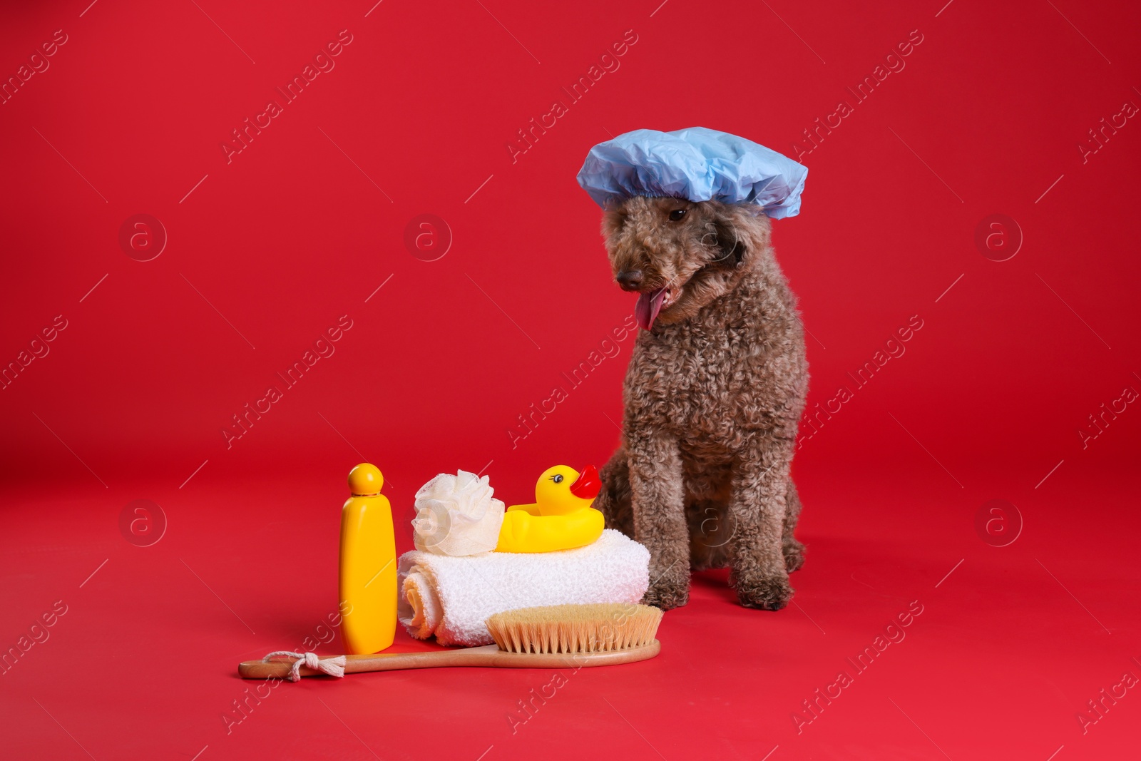 Photo of Cute dog with shower cap and other bath accessories on red background