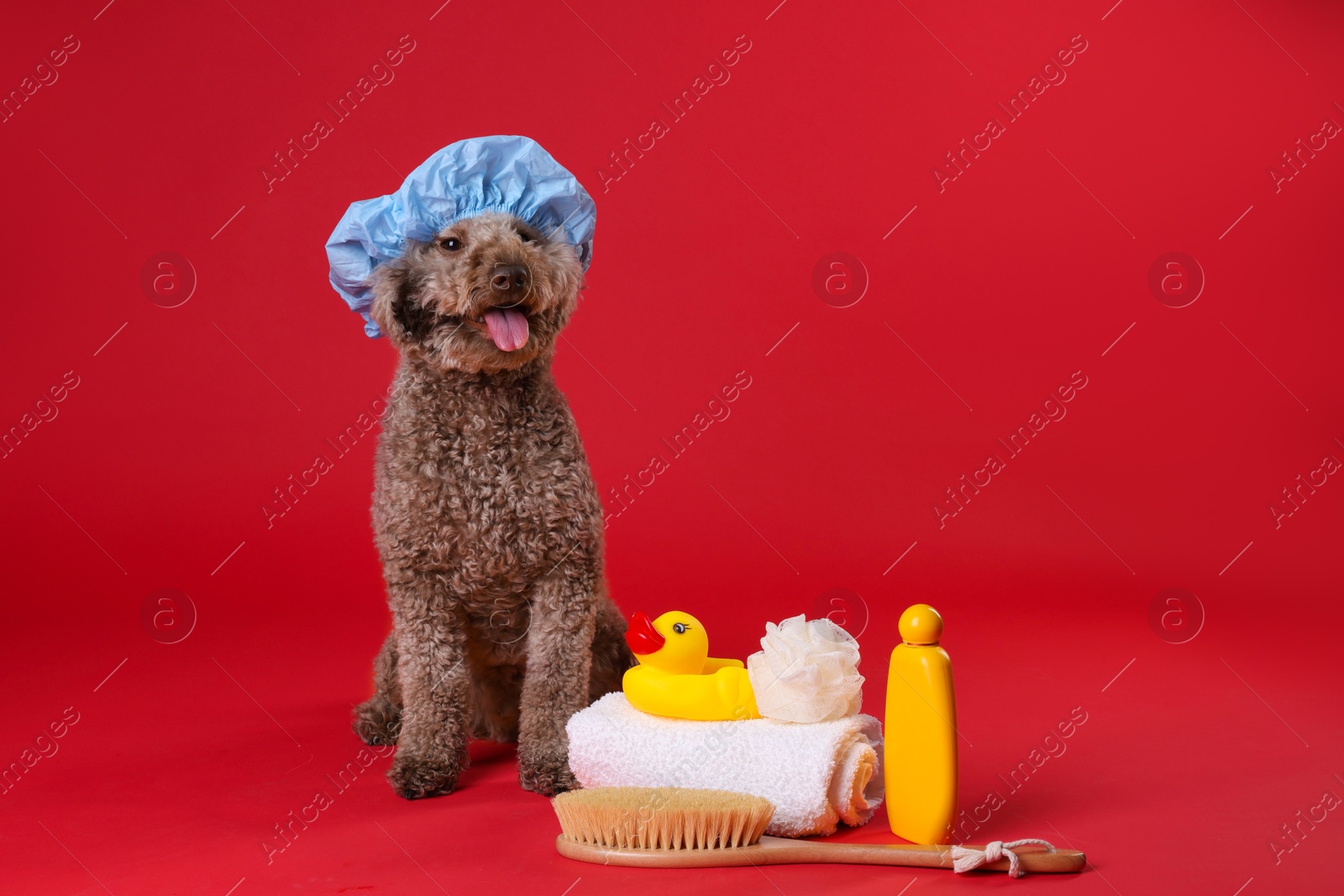 Photo of Cute dog with shower cap and other bath accessories on red background