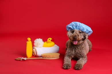 Photo of Cute dog with shower cap and other bath accessories on red background