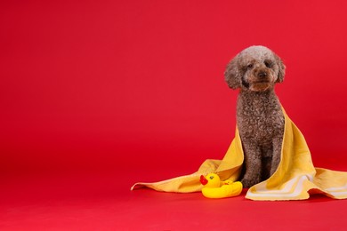 Photo of Cute dog with towel and bath ducks on red background, space for text