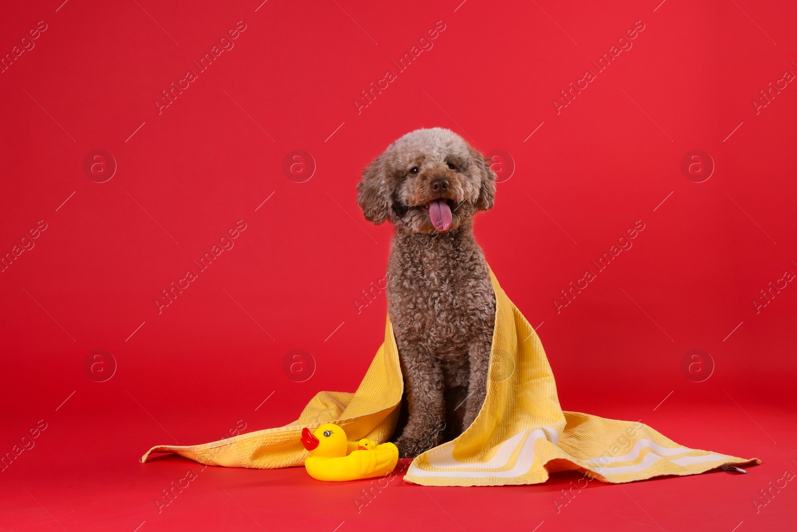 Photo of Cute dog with towel and bath ducks on red background