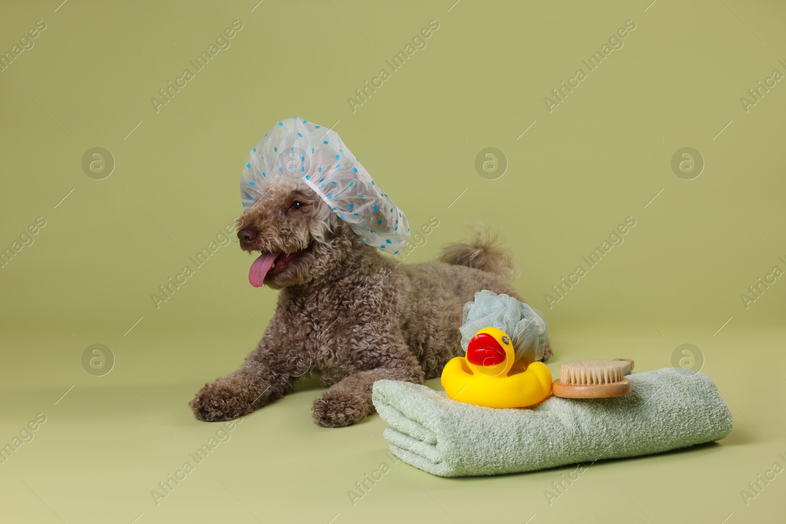 Photo of Cute dog with shower cap and other bath accessories on pale olive background